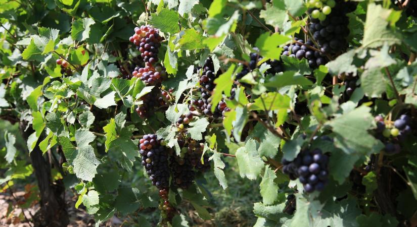 Új oldalt hozott létre a Nébih a lakossági tájékoztatásra