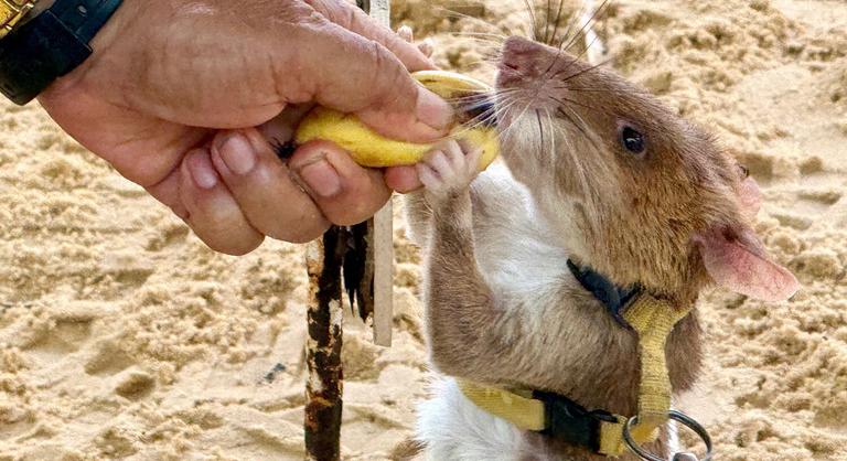 Ebben az országban egy óriáspatkány a hős, még szobrot is kapott