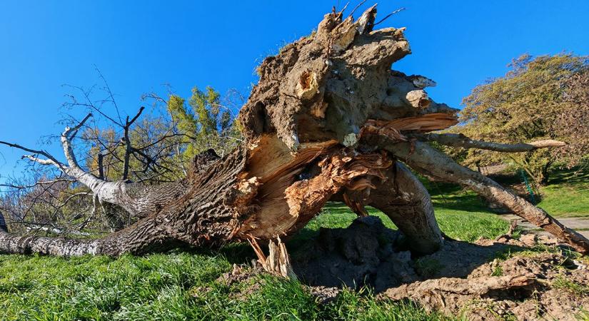 Hatalmas fa dőlt ki a dunaújvárosi Duna-parton  videó, képgaléria