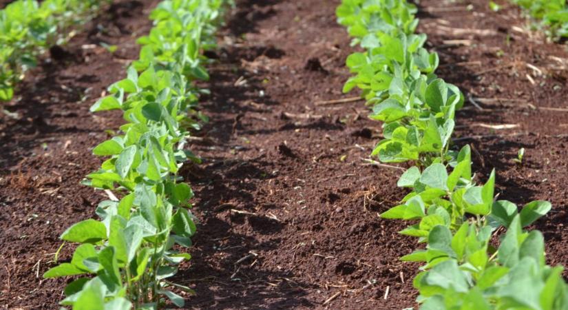 Potenciális ugrás előtt a szója vetésterületének növekedése