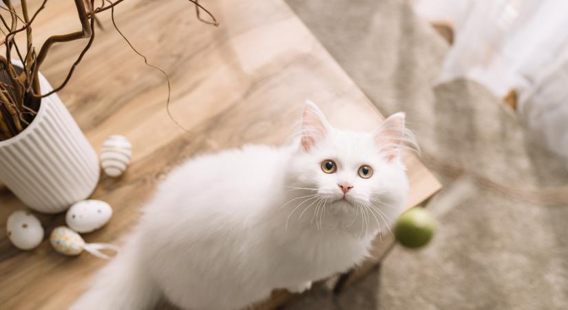 Erre a veszélyre egy macskás háztartásban a gyerekek figyelmét is fel kell hívni