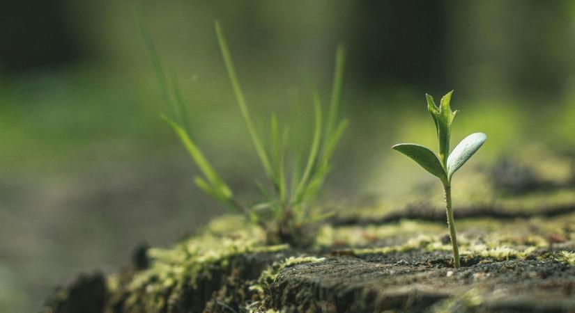 Patakmeder-takarítás Vigántpetenden – közös összefogás a tisztább környezetért