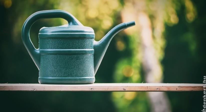Milyen szobanövényeket érdemes alulról és melyikeket felülről locsolni? Válaszolunk