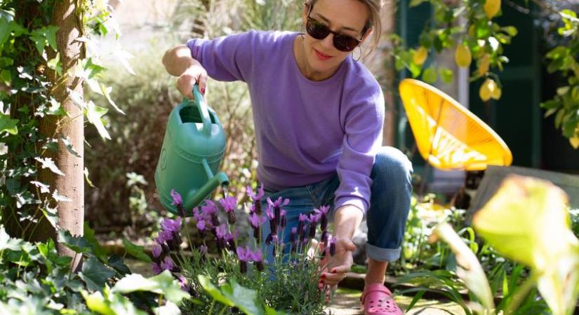 A bolti rovarirtók helyett ezt használd: vegyszermentesen is megóvhatod a növényeid a kártevőktől