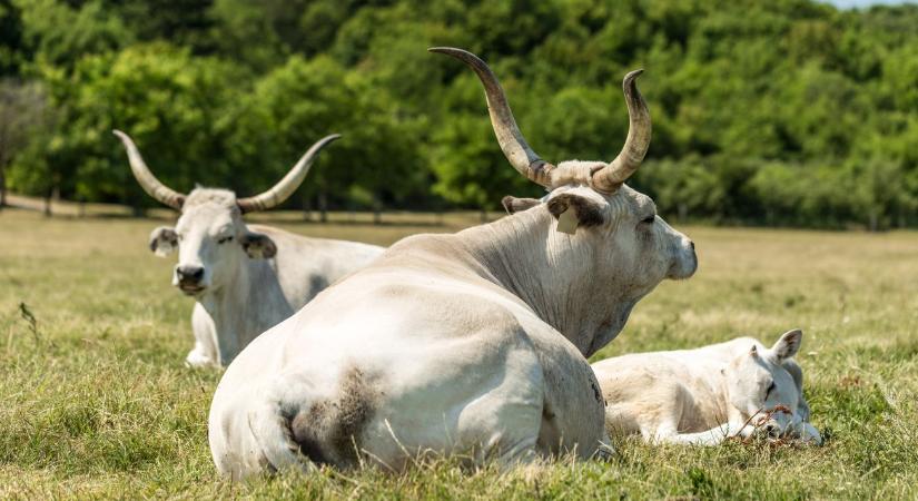 Megduplázta a hungarikumok támogatását az Agrárminisztérium