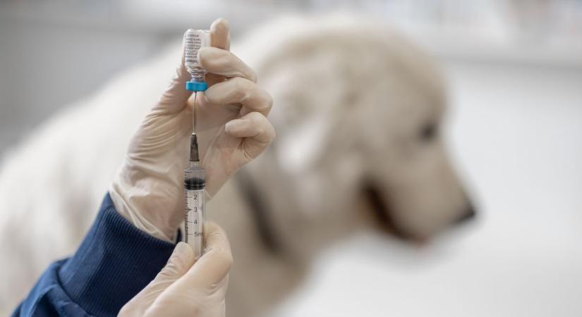 Az országgyűlési választás előtti napon még lesz idejük az ebeket is beoltani