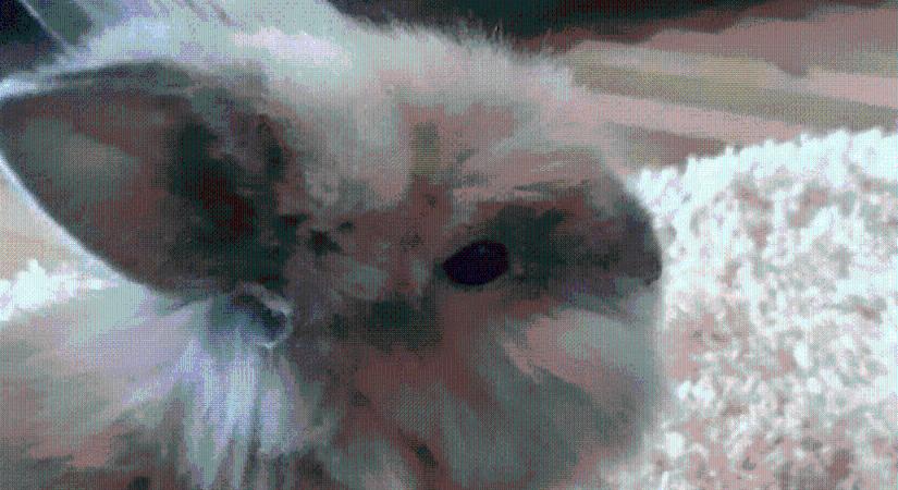 Súlyos következményei vannak a húsvéti ajándék nyuszinak