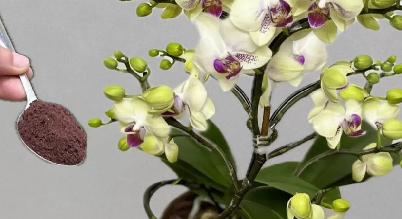 Toronymagasan a legjobb „trágya” az orchideáknak, a magyarok mégsem használják