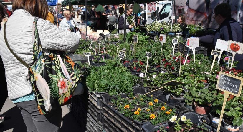 Lépni alig lehetett a hónap első jászapáti vásárán – galériával, videóval