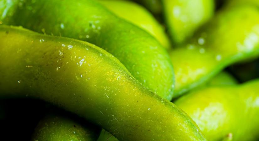 90 nap alatt 3 tonna termés: ennek az újdonságnak a termesztése nagy precizitást igényel