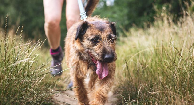 Tavaszi túrák kutyával: a legtöbben itt rontják el – te ne tedd!