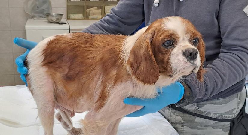 Vakaródzik a kutyád? Ezt a finomságot azonnal el kell hagynod!