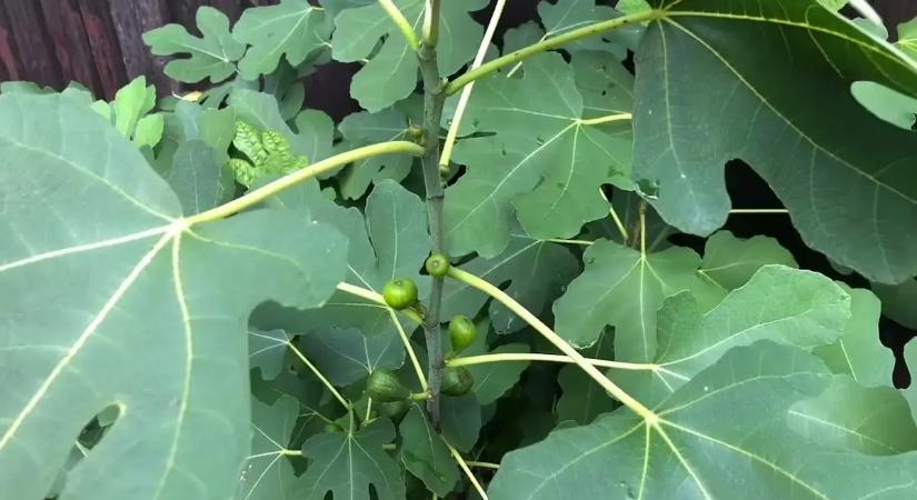 A világ egyik legkönnyebben termeszthető gyümölcse – tele van vitaminokkal, a magyarok mégsem termesztik