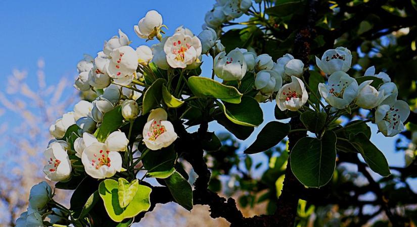 Csodás matuzsálem a főút mellett - ezt látnod kell! (galéria)