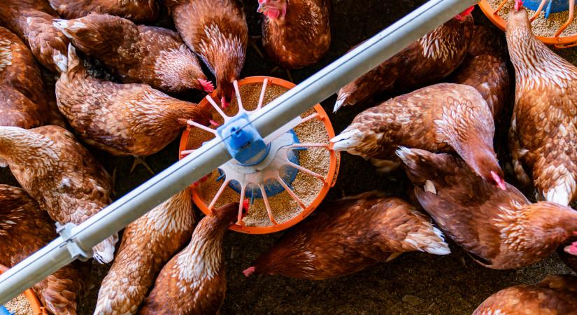 Hatalmas baromfiprojekt indult: szuperberuházással tarolják le a piacot