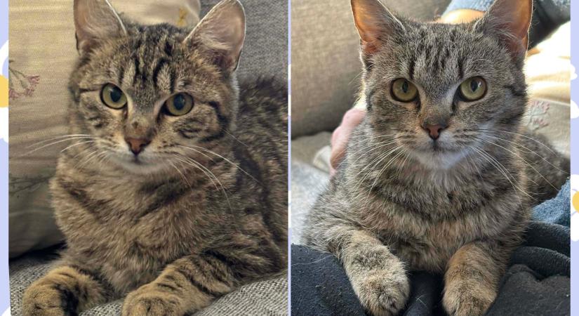 Gazdikereső(k) – Cirmos testvérek: Jancsi és Juliska