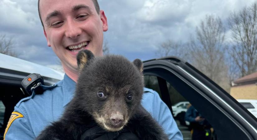 Árván maradt bájos medvebocs életét mentette meg egy amerikai rendőr