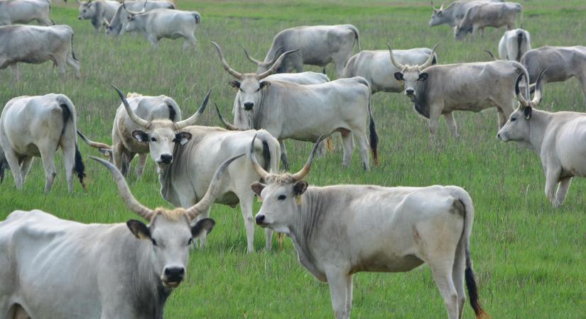 Többletforrást kapnak a Hungarikumok