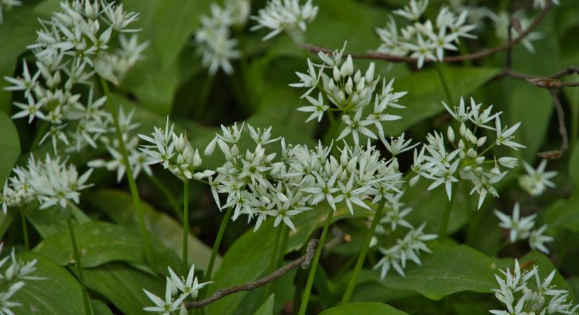Súlyos vége lehet a figyelmetlenségnek