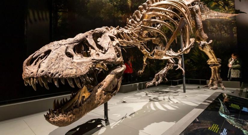 Miért bírták jobban a fiatal dinoszauruszok a két lábon állást?