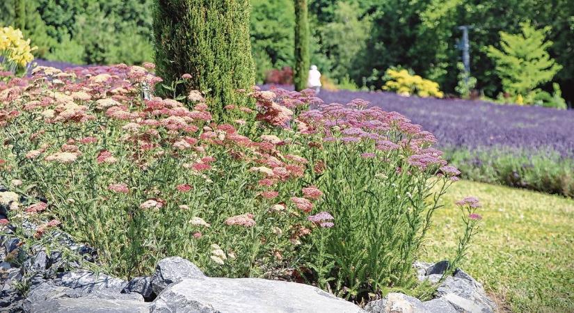 Gyönyörű, de halálos? 7 kerti kedvenc, ami mellett nem hagyhatjuk magára a gyereket