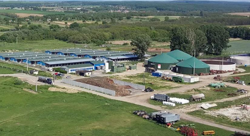 A kisbériek megnyerték háborújukat a szarszag ellen