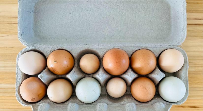 Nem mindegy, mekkora tojás kerül a polcokra: genetika, életkor és a láncok tenderlogikája dönt