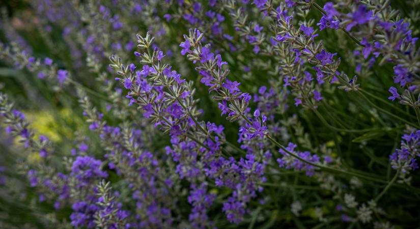 Három egyszerű konyhai maradék is segíthet abban, hogy a levendula egészségesebben fejlődjön, és gazdagabban virágozzon