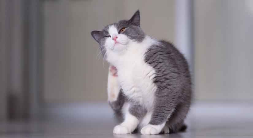 A benti cicák sem menekülhetnek: így lehet egy lakásban tartott macska bolhás