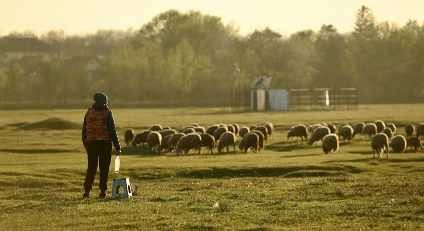 Szerbiai hajtóvadászatunk után csak a kérdések maradtak