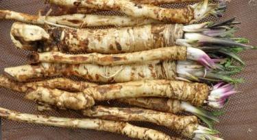 A magyar torma legyőzte a kínai importot