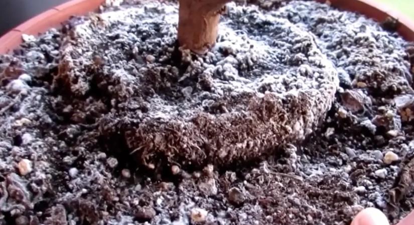 Fehér penész a van szobanövényeid földjén? Akkor most jól figyelj