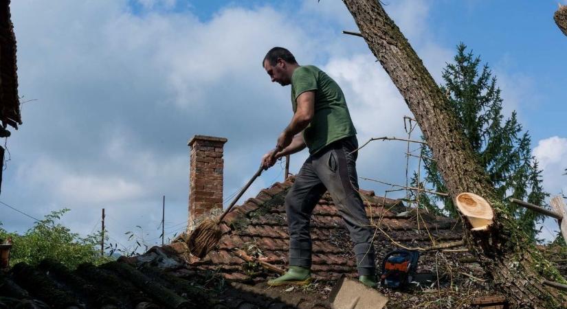 Százezreket bukhat, aki nem néz fel a kertjében – kifosztják az embert a saját fái az udvaron