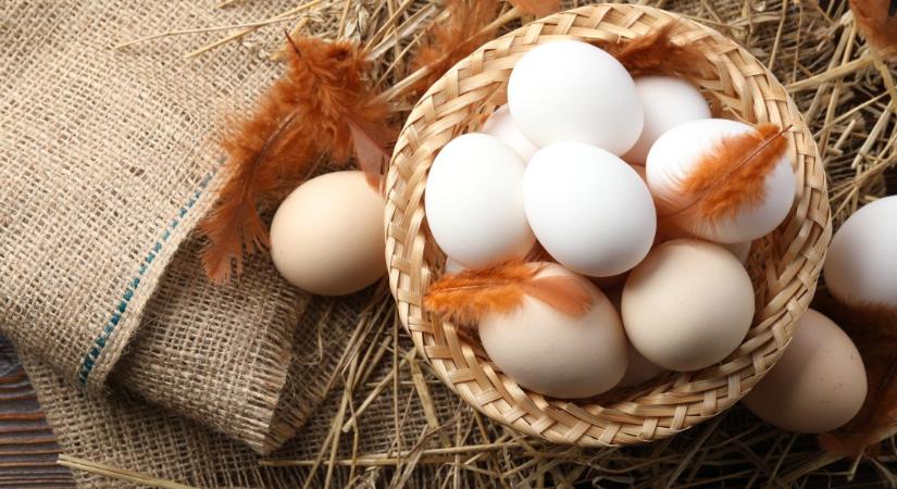 (Szép)irodalmi tojások