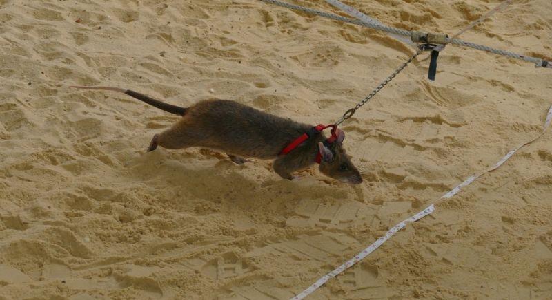 Szobrot kapott a szuperszimatoló patkány