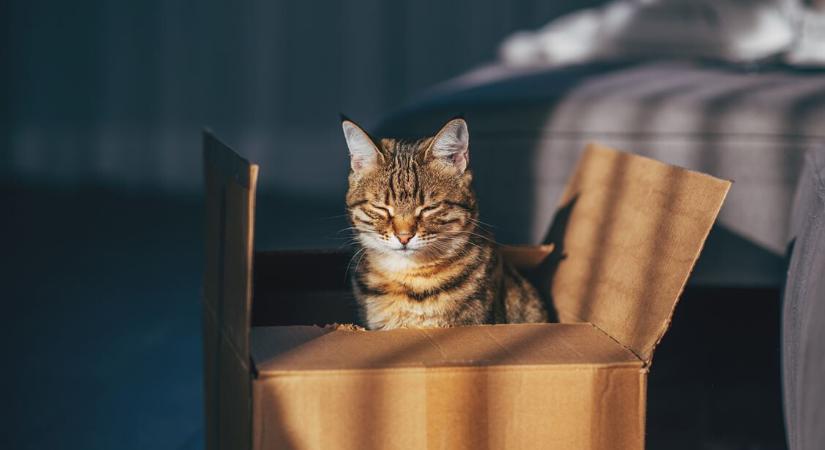 Mit jelent, ha a macskád dobozokba bújik? 4 ok is állhat mögötte