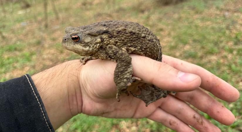 A vízóraaknában lévő béka nem változik herceggé, de azért mentsük ki!