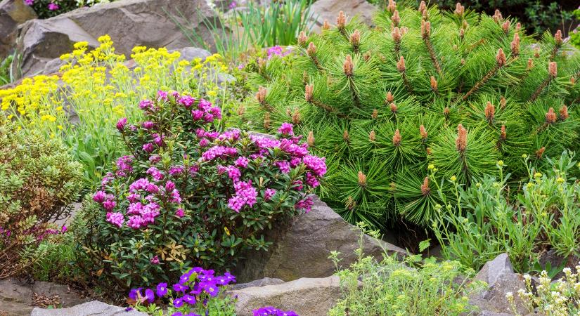 7 növény, ami virágba borítja a sziklakertet