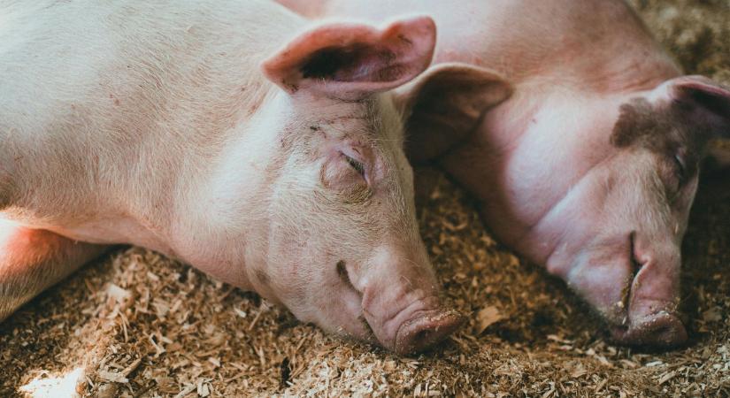 Gyógyíthatatlan és végzetes: Ismét szedi áldozatait az álveszettség a kutyák között