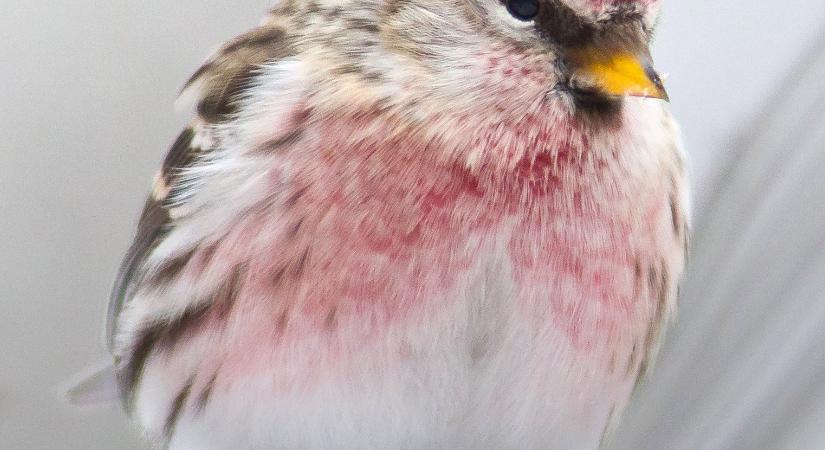 Magyarország madarai: a zsezse