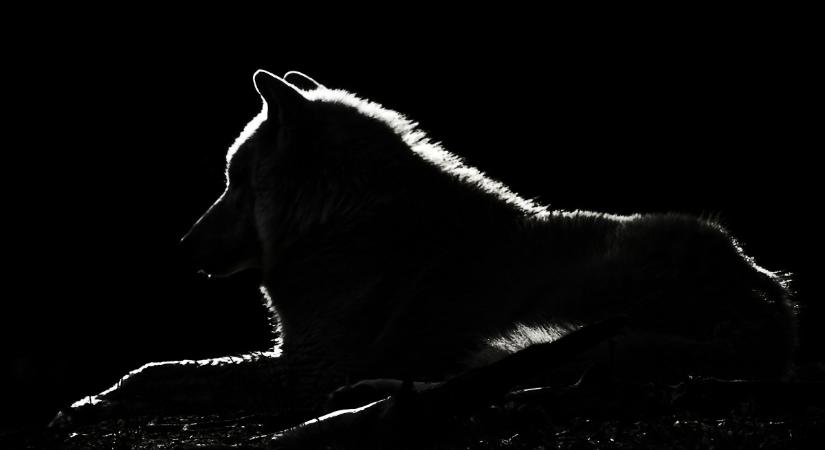 Megtámadta a gyereket az állatkerti ragadozó, nem hiszed el mit, tettek a szülők!