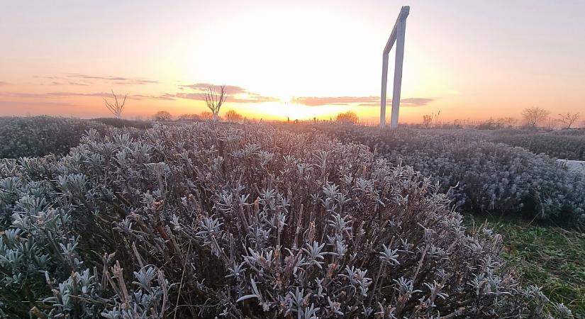 Különleges kaland várja a debreceni diákokat a közeli levendulásban