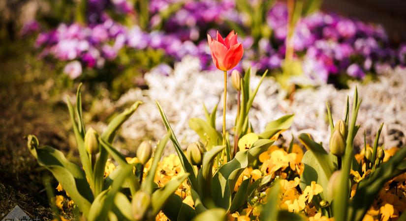 Tavaszias, de változékony idő várható