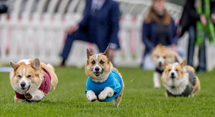 A Corgi Derbyn versenyző kutyusoknál aranyosabbat ma biztos nem lát