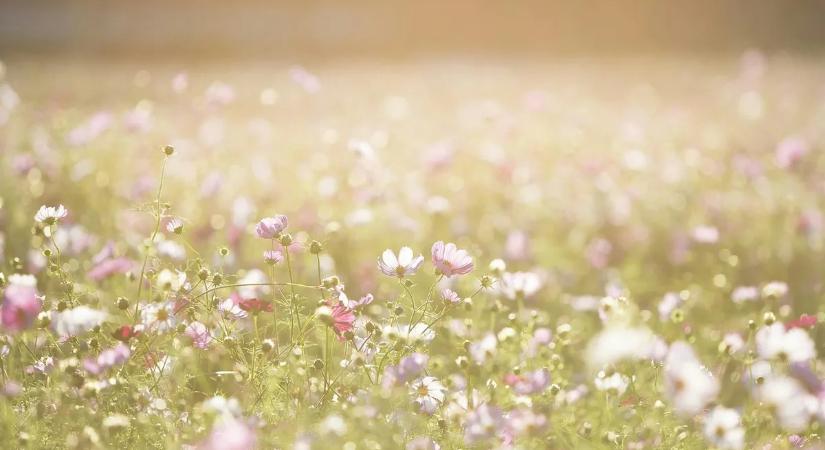 Ne hagyja magára a gyereket ezek mellett a gyönyörű kerti virágok mellett!