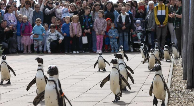 Babyboom, pingvinséta és megannyi móka a Győri Állatkertben húsvétkor - fotók, videó