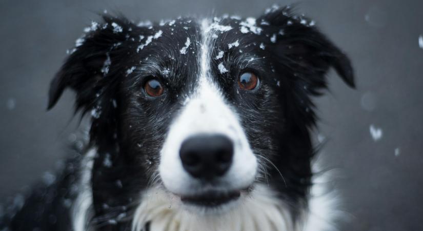 Felejtsd el az eddig ismert módszert, így számolható ki a kutya életkora!