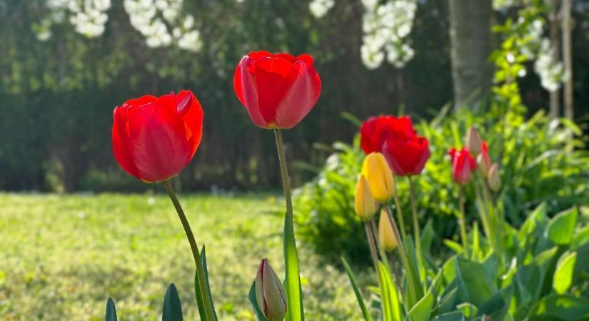 Nem csak szépek: ezek a húsvéti virágok üzenetet is hordoznak