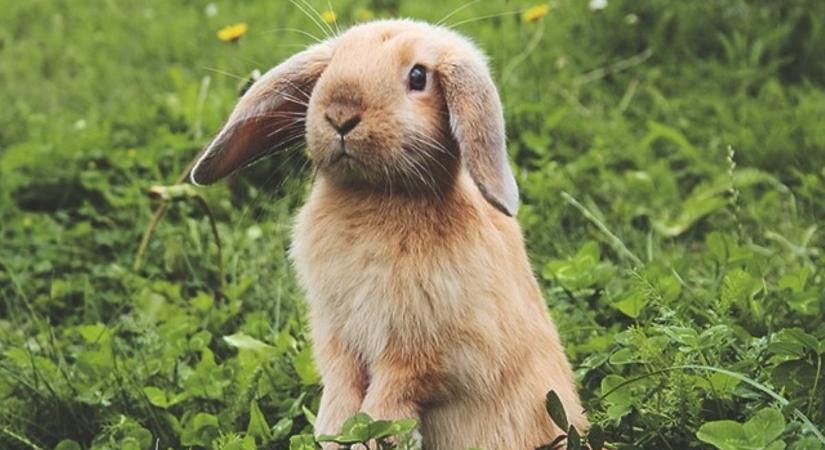 Nyuszik versenyeznek a kisvárdai pikniken