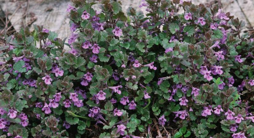 Gyomnövényként írtjuk a kertben, pedig már az ókorban légúti, emésztési és lázas megbetegedéseket kezeltek vele